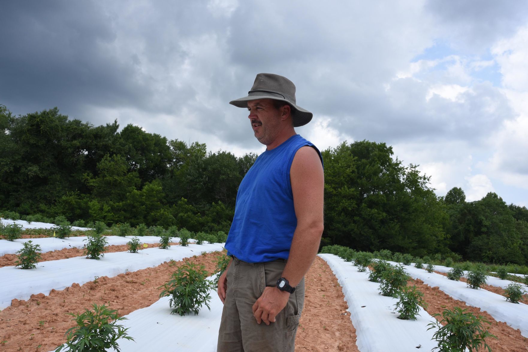 The hemp experiment
